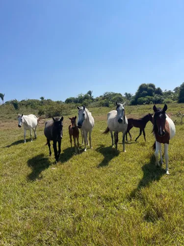 Eguas 