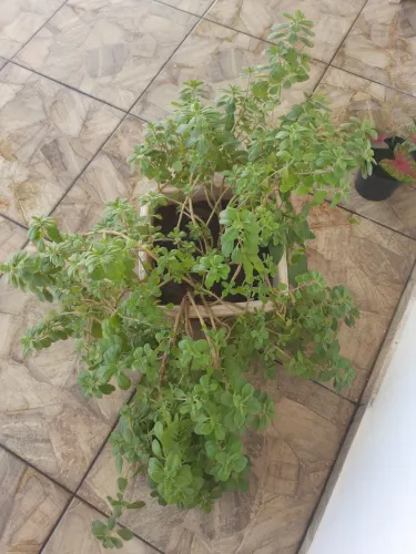 Vaso de Plantas