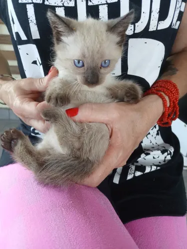 Doação responsável de gatos filhotes