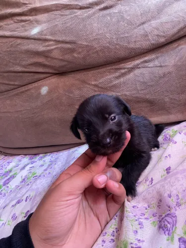 Filhote de poodle com lhasa