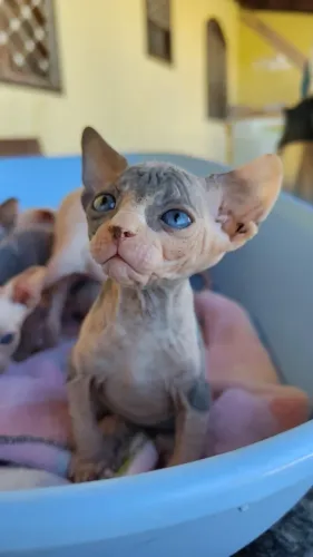 Gato Sphynx,Gato sem Pelos 