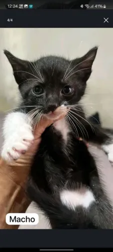 Gato  macho para adoção