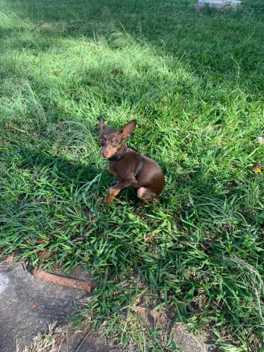 Cachorro PINCHER 