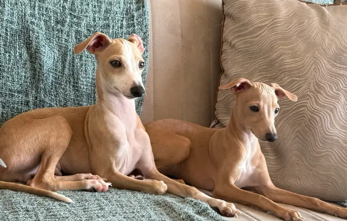 Filhotes de Galgo italiano