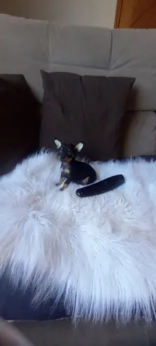 Pinscher Zero Fêmea Linda