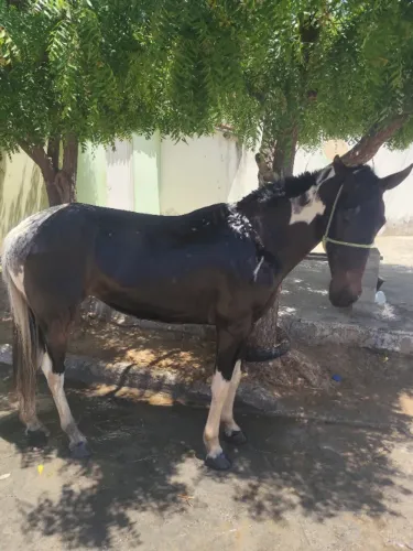 Pampa de preto ( égua ) 