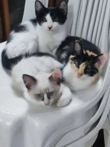 Gatos para adoção/doação responsável, assumimos a cirurgia de castração aos 7 meses, bebes