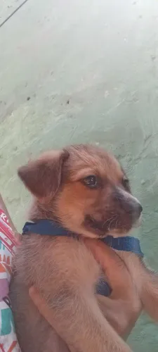 Vendo lindos filhotes uma femia macho