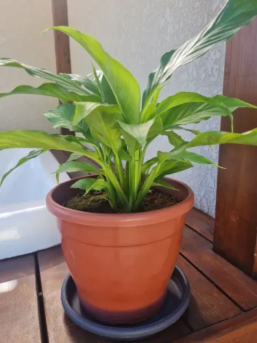 Vaso de flores e plantas