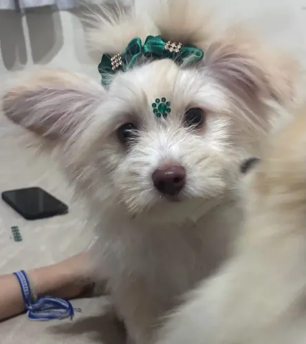 ? MALTIPOM FÊMEA ? UMA PRINCESINHA! ? 