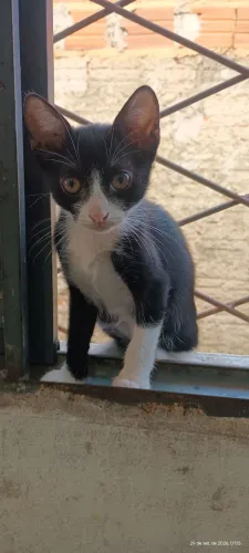 GATA PARA ADOÇÃO.