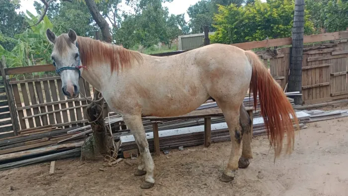 Vendo um cavalo quarto de milha puro 