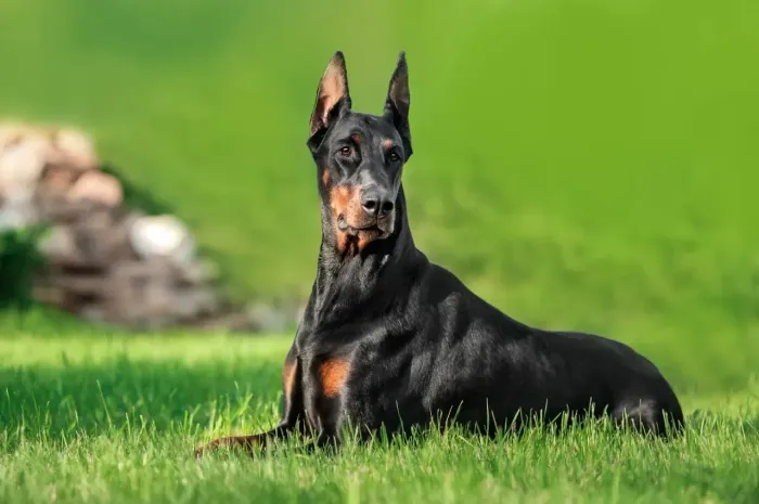 Filhotes Doberman