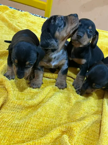Dachshund ( Salsichinhas ) PROMOÇÃO