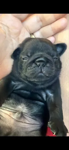 Pug