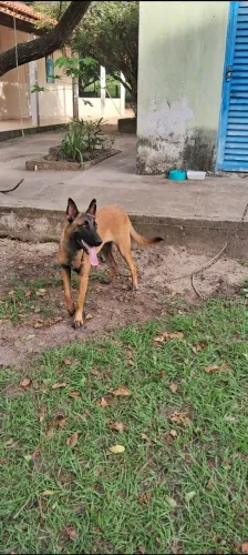 doação pastor malinois
