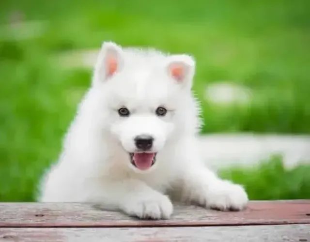 Husky siberiano , companheiro é a palavra certa