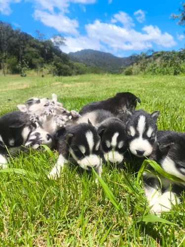 Husky siberiano