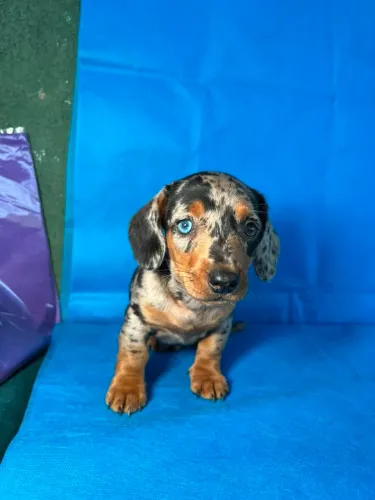 Dachshund