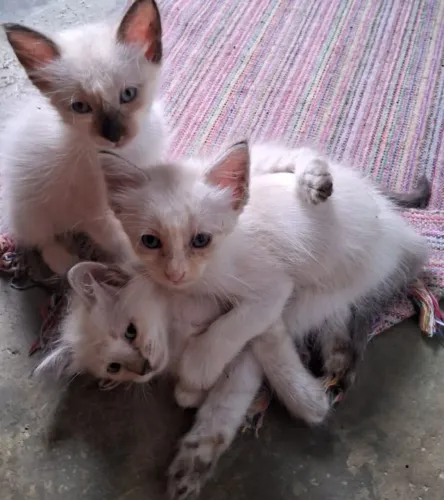 Doação de gatinhas