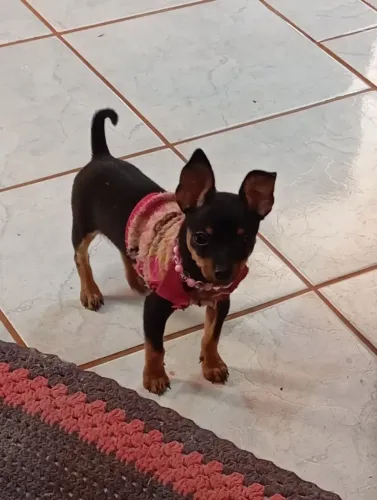 Pinscher N1 fêmea