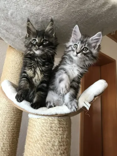 Maine Coon Um amor que caminha ao seu ritmo