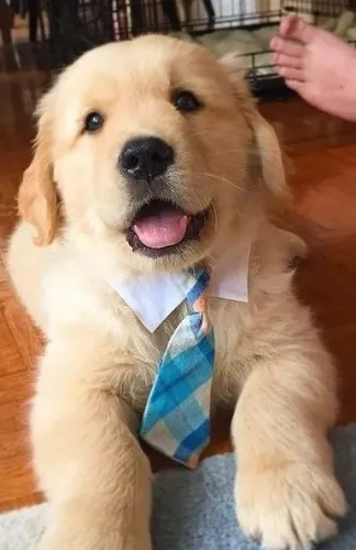 Golden retriever excelente procedencia