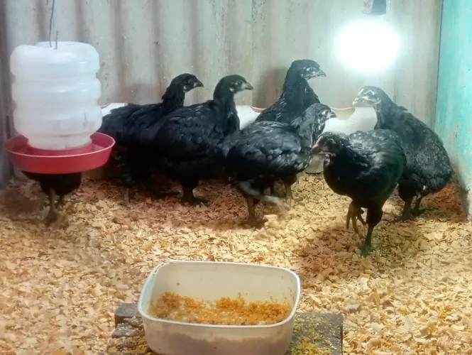 Gigante negro de Jersey