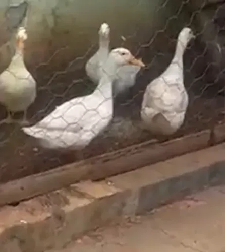 Aves marrecos um casal