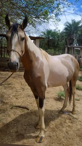Cavalo pampa inteiro 4 anos marchador