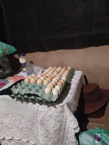 Ovos de galinha galados 