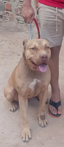 Doação responsável de um Pitbull de 2 e 5 meses