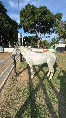 Cavalo Tordilho