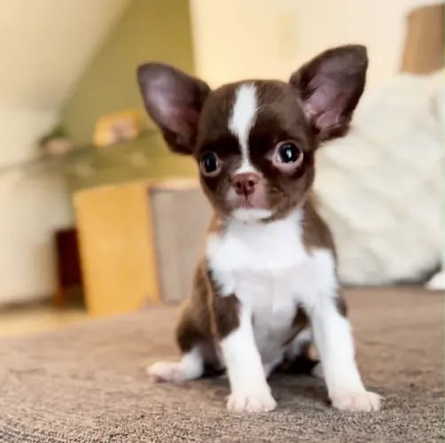 Chihuahua pelo curto branco e chocolate esperando por você