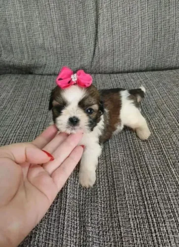 Shihtzu Fêmea micro