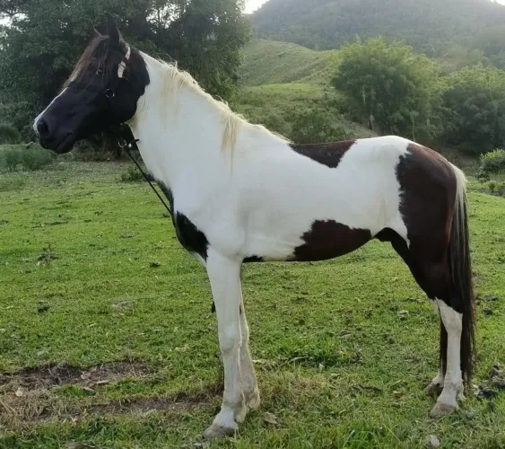 Mangalarga Marchador