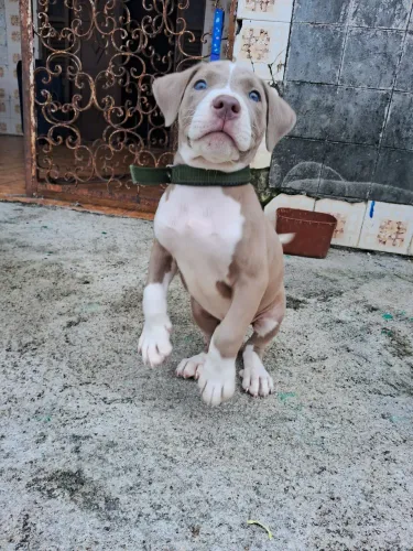 Pitibul