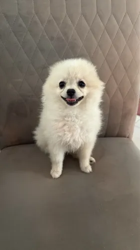 Pets