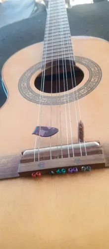 Viola