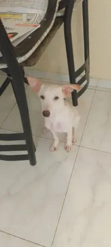 Doar  um cachorro 