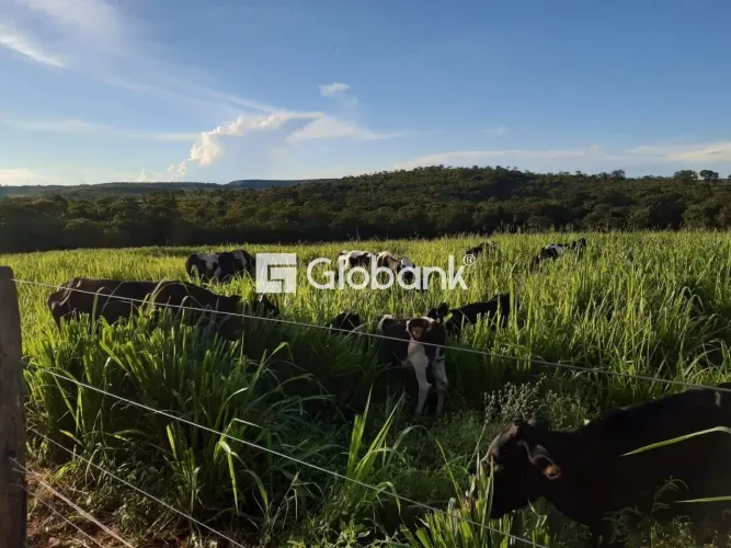 FAZENDA RANCHARIA BRASÍLIA DE MINAS
