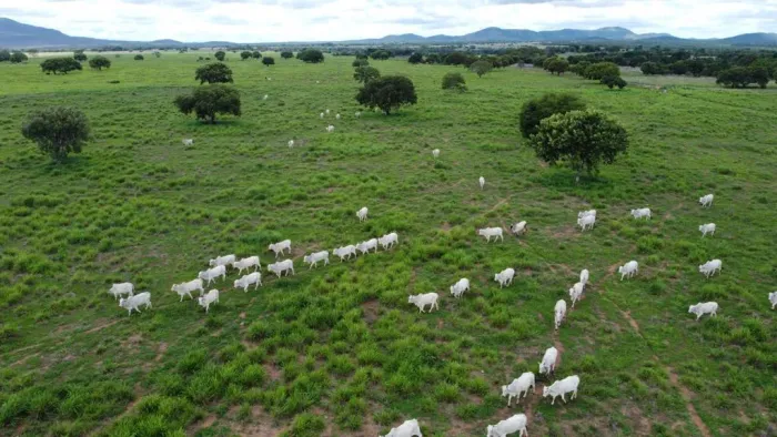 Fazenda para Venda em Aliança do Tocantins, 6 dormitórios