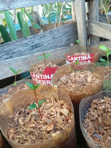 Mangaba 10 reais cada Muda