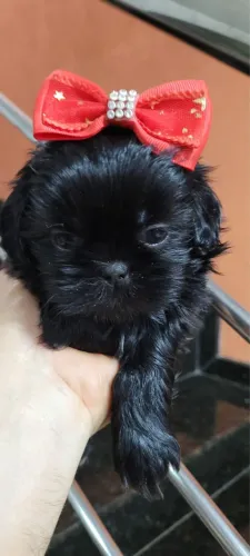 Shihtzu Fêmea Pretinha Sólida! Império Royal