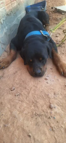 Cachorro Rotwailer