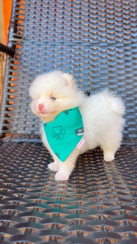 Lulu da pomeronha macho 