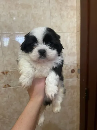 Shih tzu macho mini pandinha