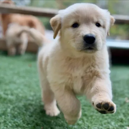 Filhotes de Golden Retriever | O carinho começa com um olhar.