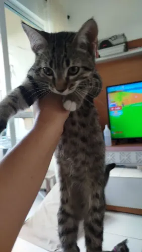 Gatinho macho para adoção