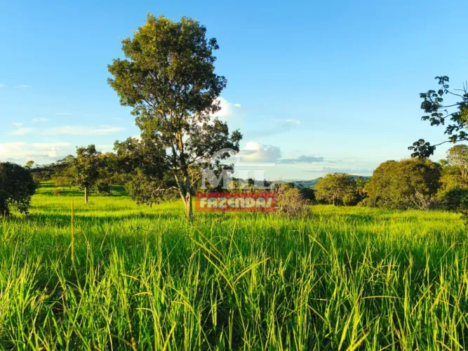 Fazenda 136,7 Alqueires (661,6 hectares) Nova America - GO